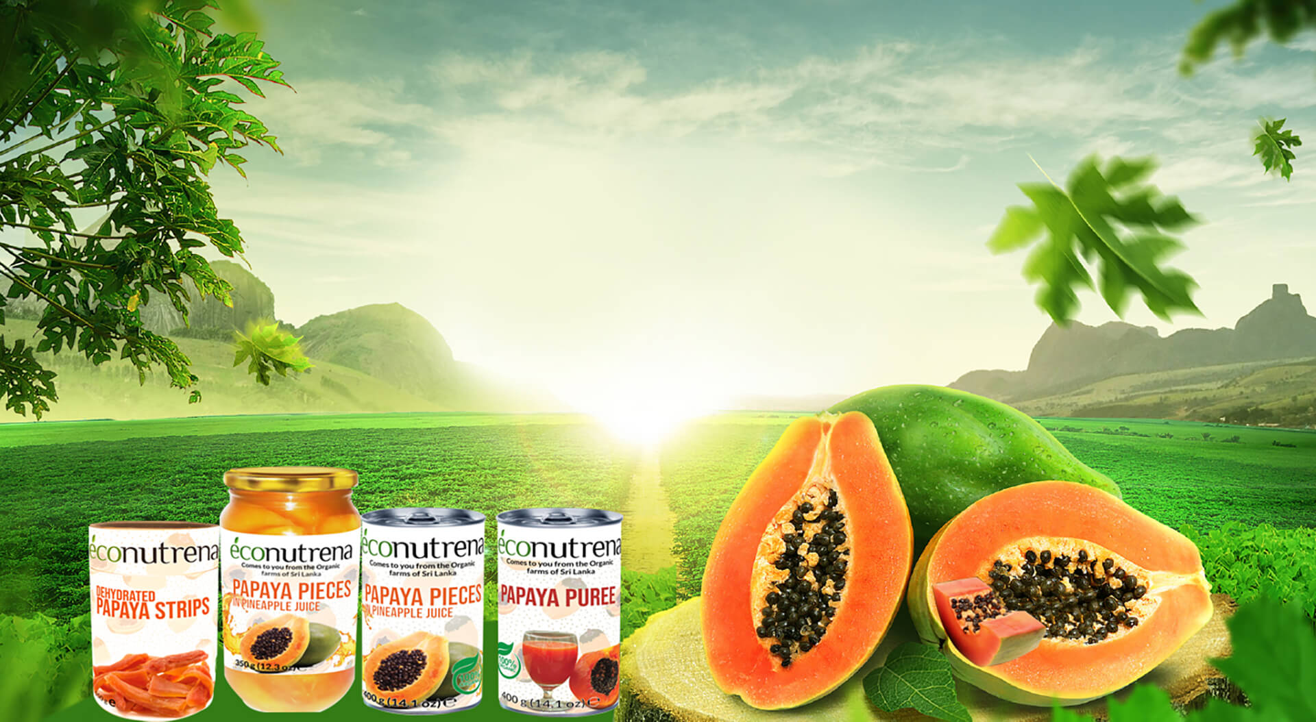 econutrena-fruit-product-category-papaya